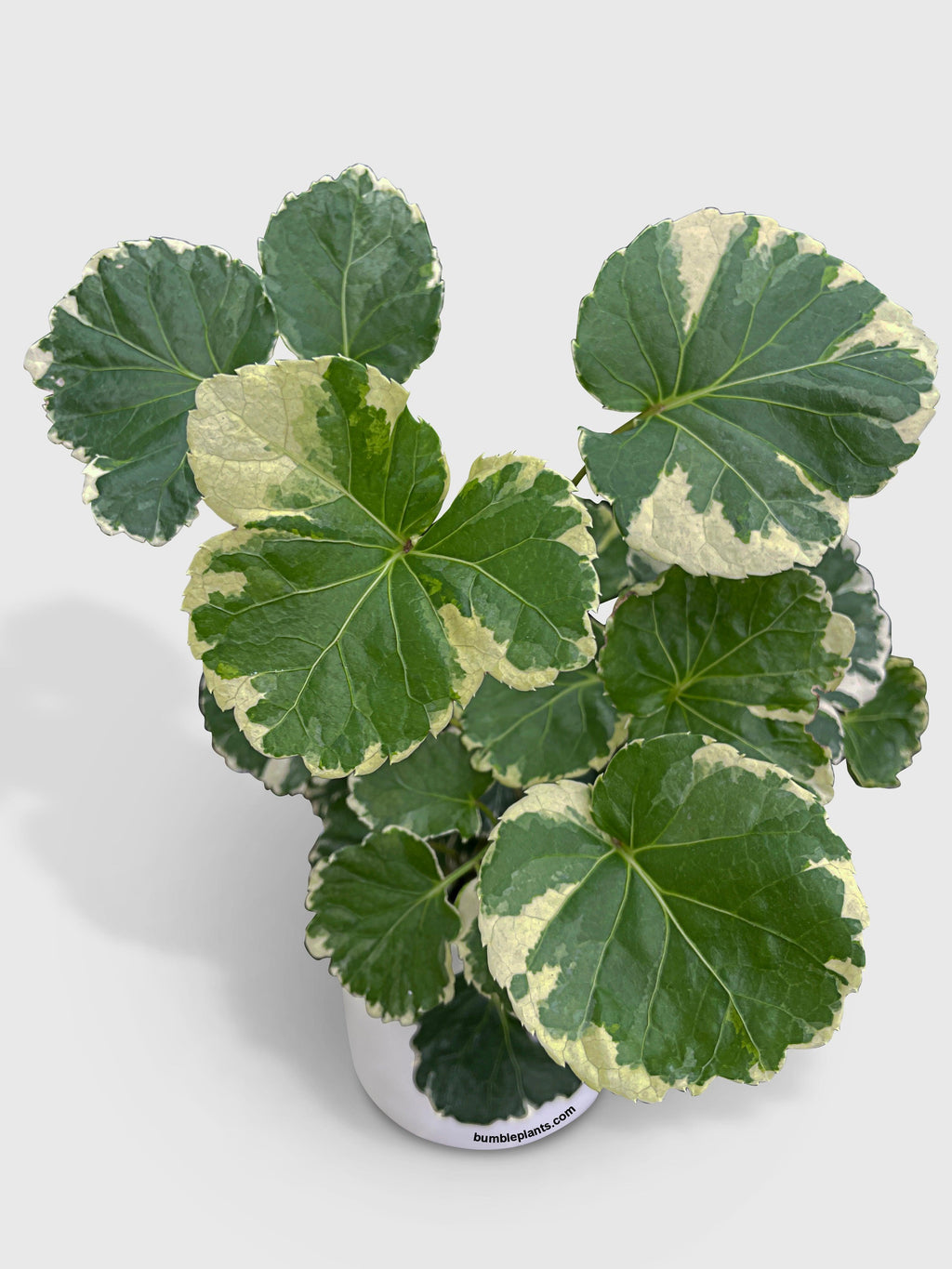 Aralia Balfouriana 'Lemon Lime'