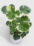 Aralia Balfouriana 'Lemon Lime'