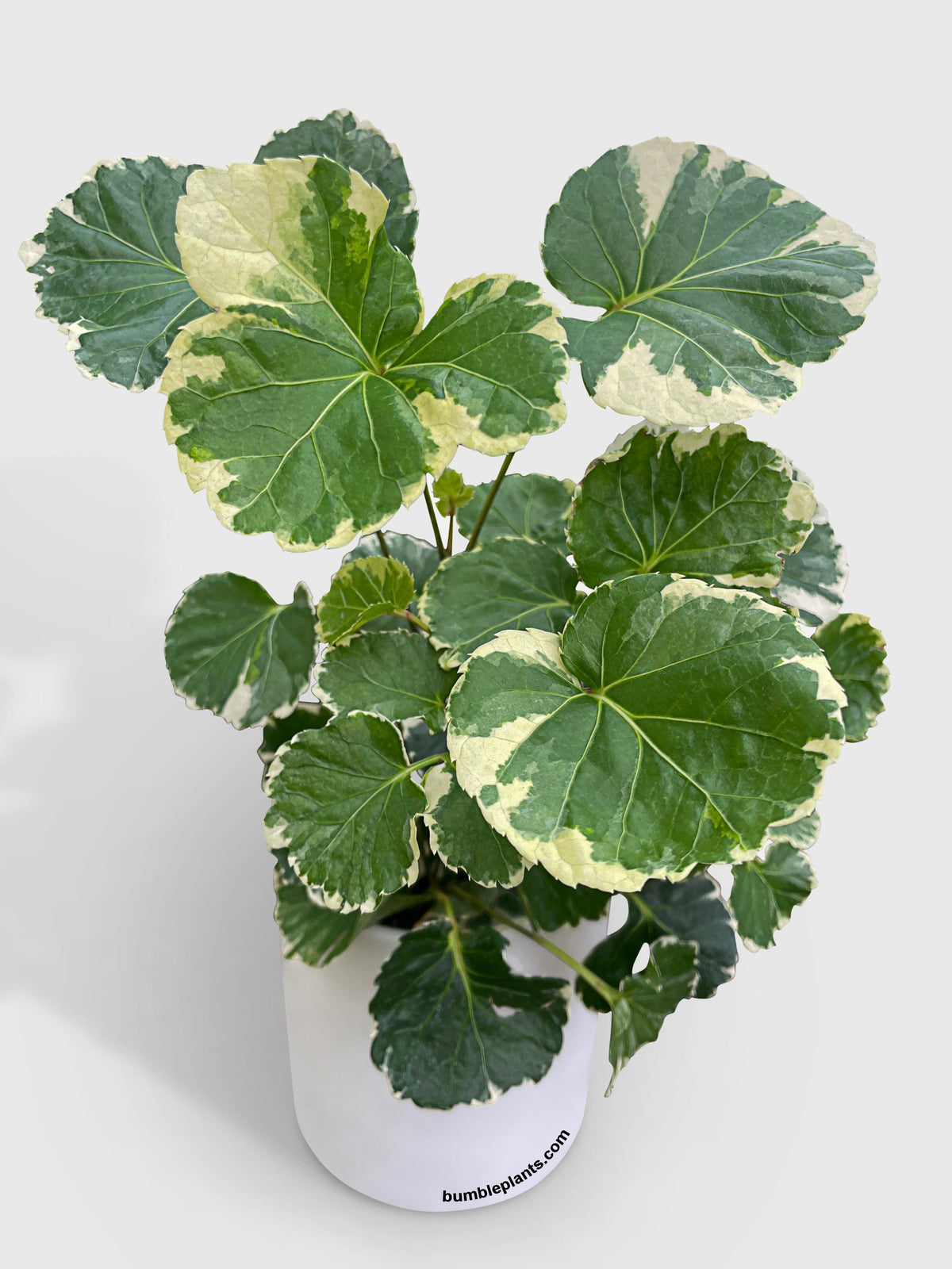 Aralia Balfouriana 'Lemon Lime'
