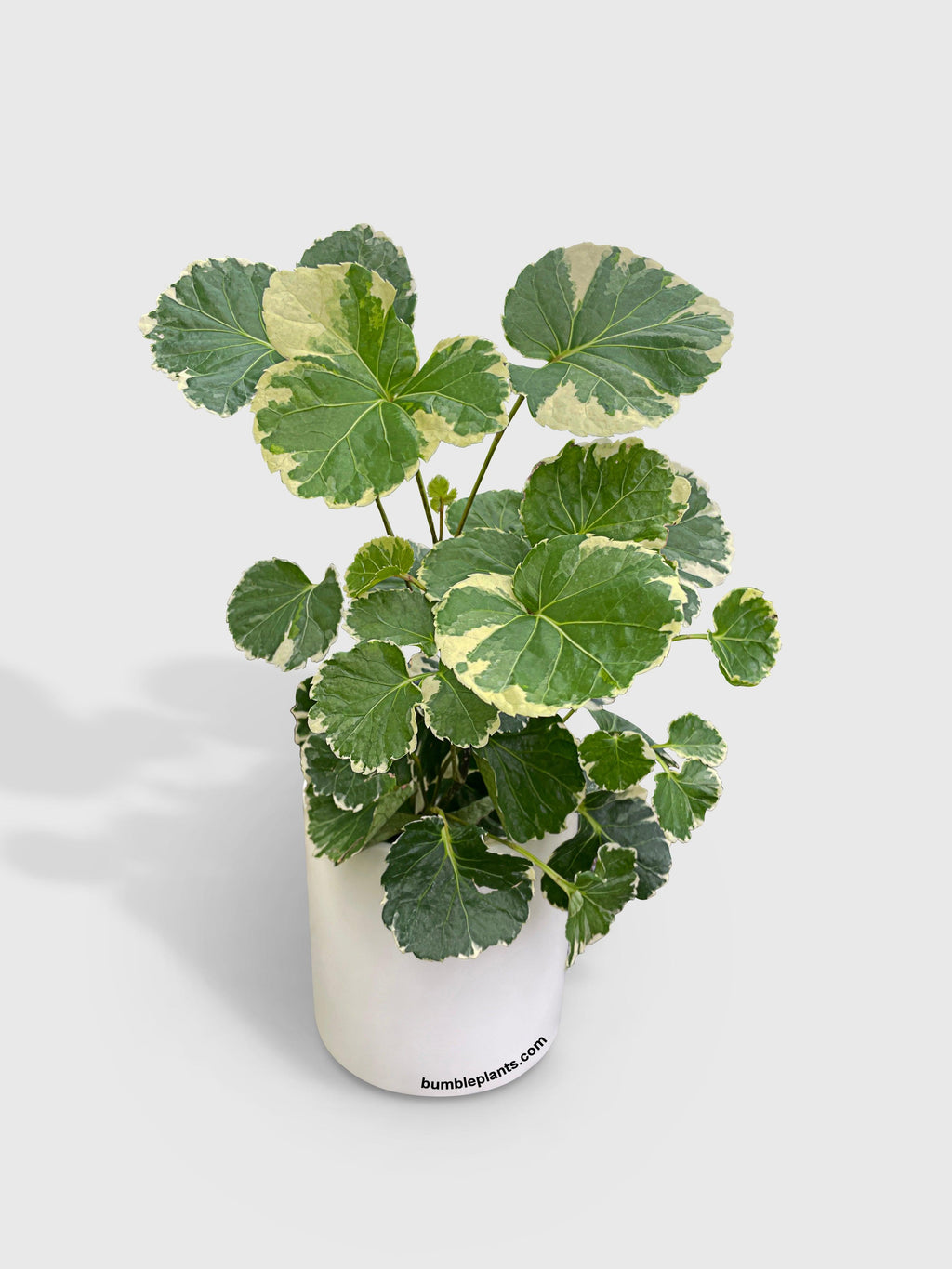 Aralia Balfouriana 'Lemon Lime'