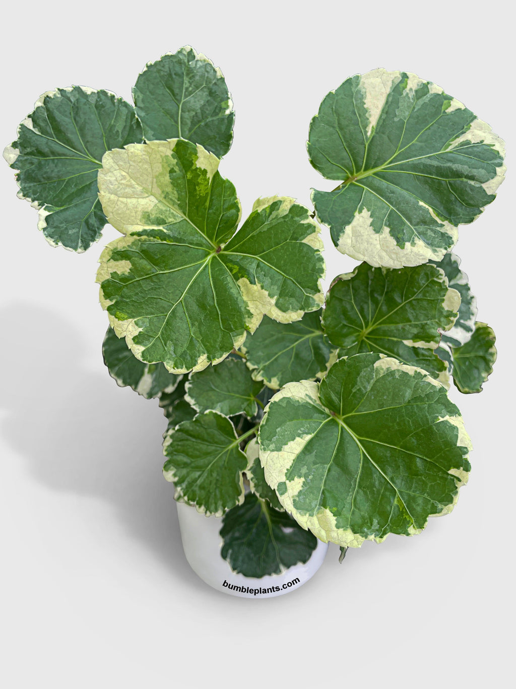 Aralia Balfouriana 'Lemon Lime'