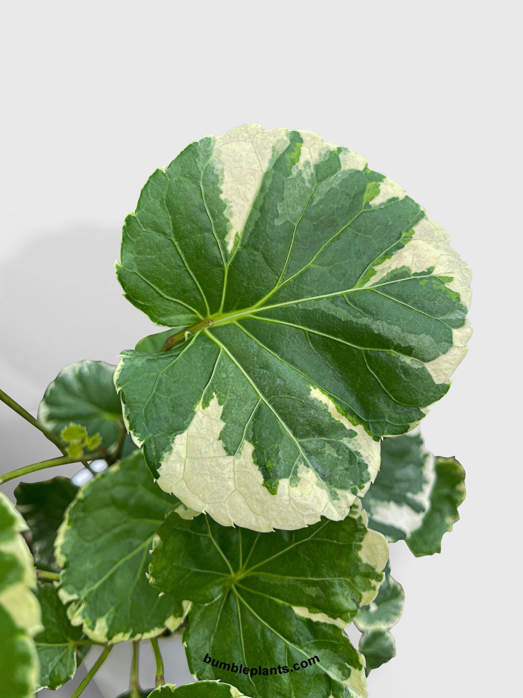 Aralia Balfouriana 'Lemon Lime'