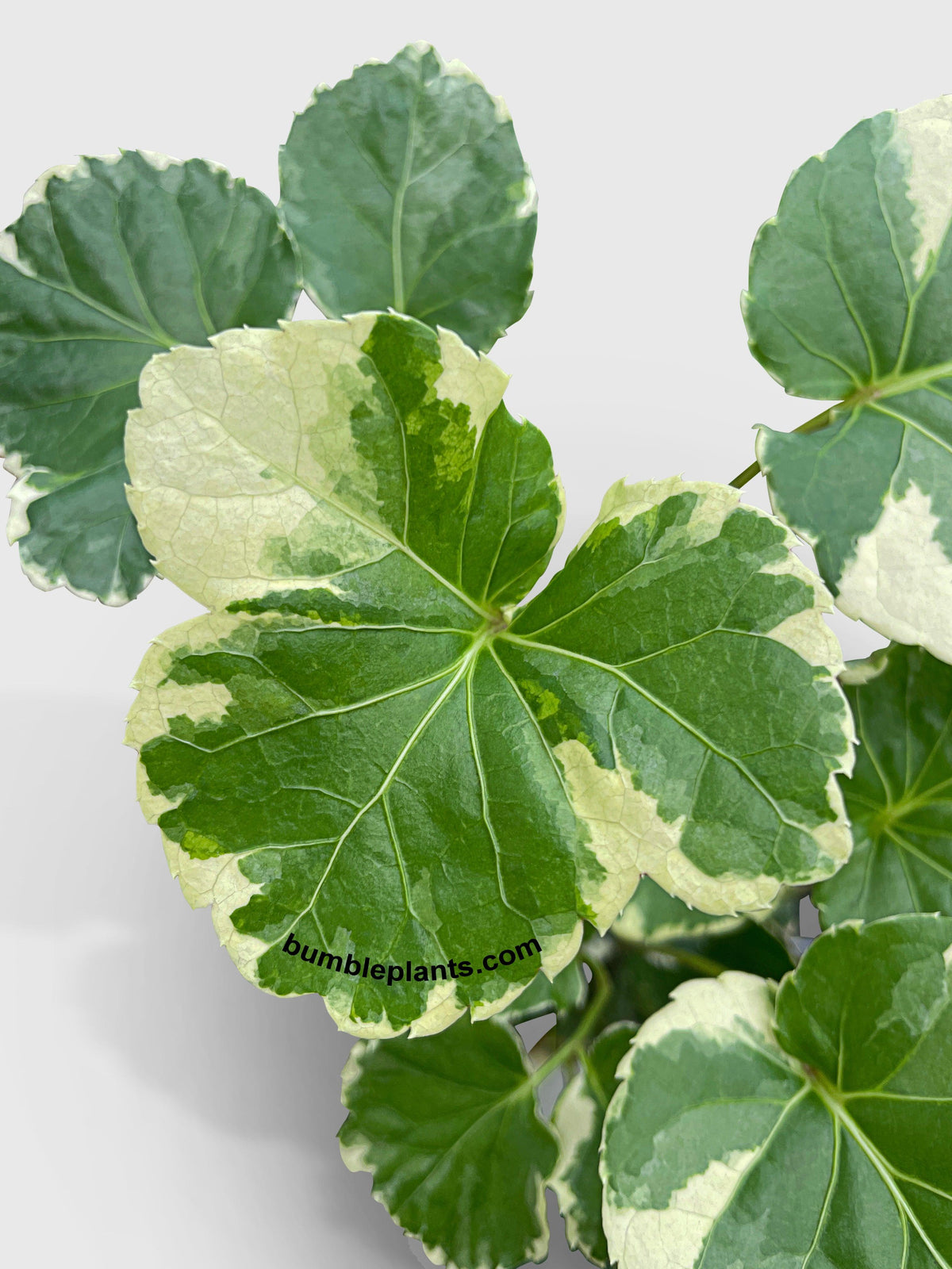 Aralia Balfouriana 'Lemon Lime'