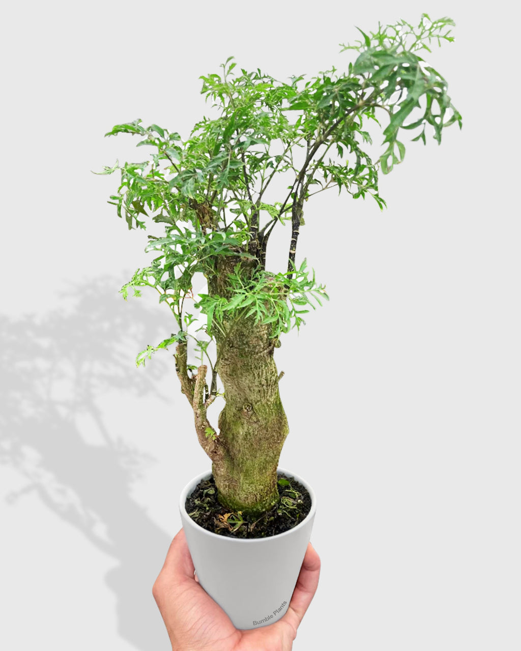 Aralia Ming Stump Polyscias Fruticosa