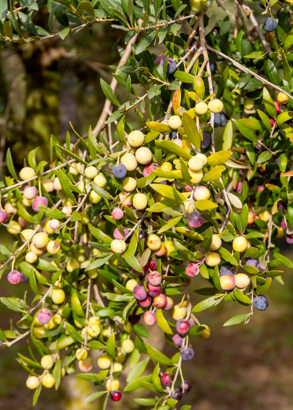 Olive 'Arbequina' (Olea europea)