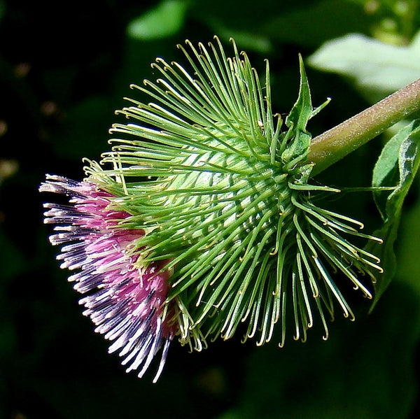 30 Arctium lappa 'Takinogawa Long Burdock' Seeds - Gobo Seeds