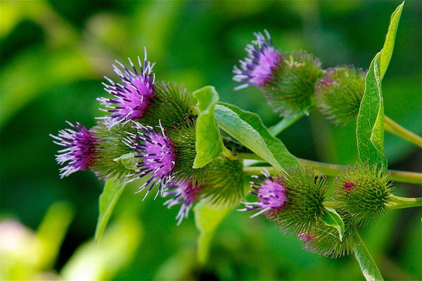 30 Arctium lappa 'Takinogawa Long Burdock' Seeds - Gobo Seeds