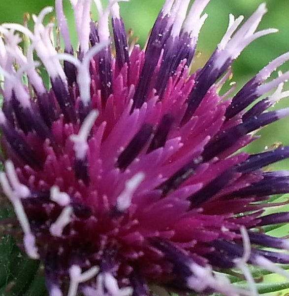 30 Arctium lappa 'Takinogawa Long Burdock' Seeds - Gobo Seeds