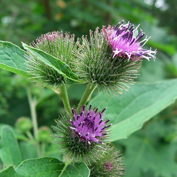 30 Arctium lappa 'Takinogawa Long Burdock' Seeds - Gobo Seeds