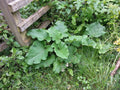 30 Arctium lappa 'Takinogawa Long Burdock' Seeds - Gobo Seeds