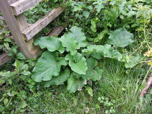 30 Arctium lappa 'Takinogawa Long Burdock' Seeds - Gobo Seeds