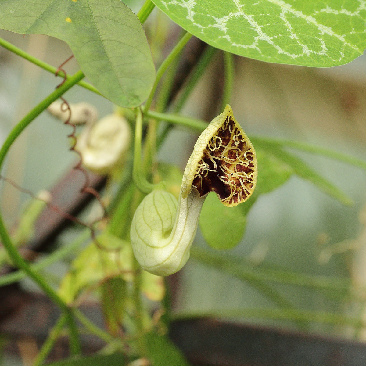 5 White Veined Dutchman's - Aristolochia fimbriate- Non-GMO Heirloom Seeds