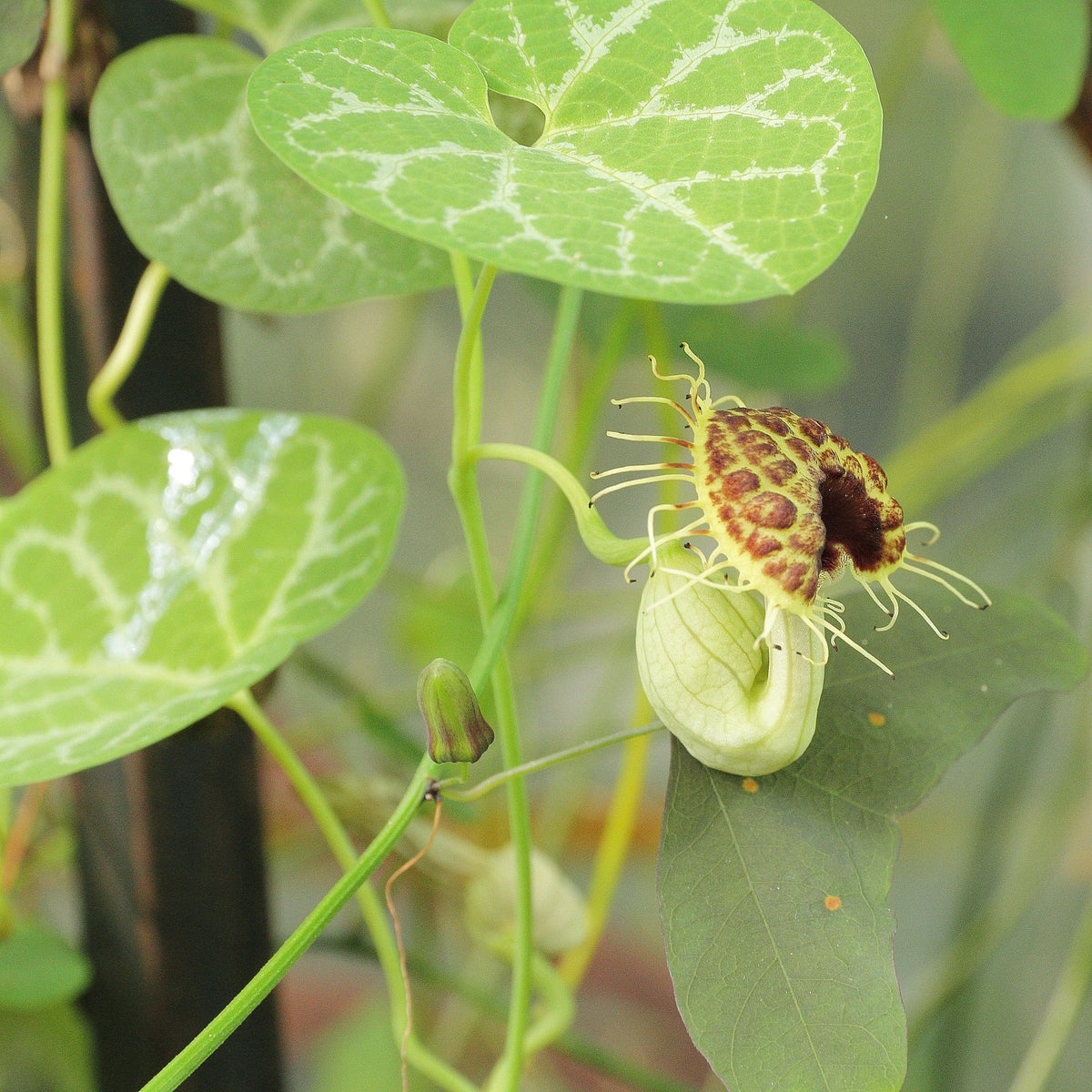 5 White Veined Dutchman's - Aristolochia fimbriate- Non-GMO Heirloom Seeds