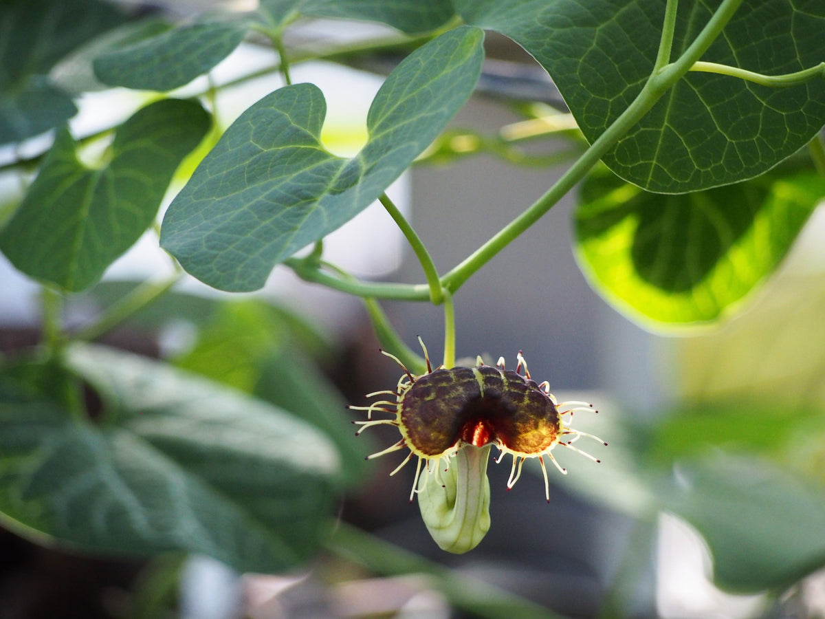 5 White Veined Dutchman's - Aristolochia fimbriate- Non-GMO Heirloom Seeds