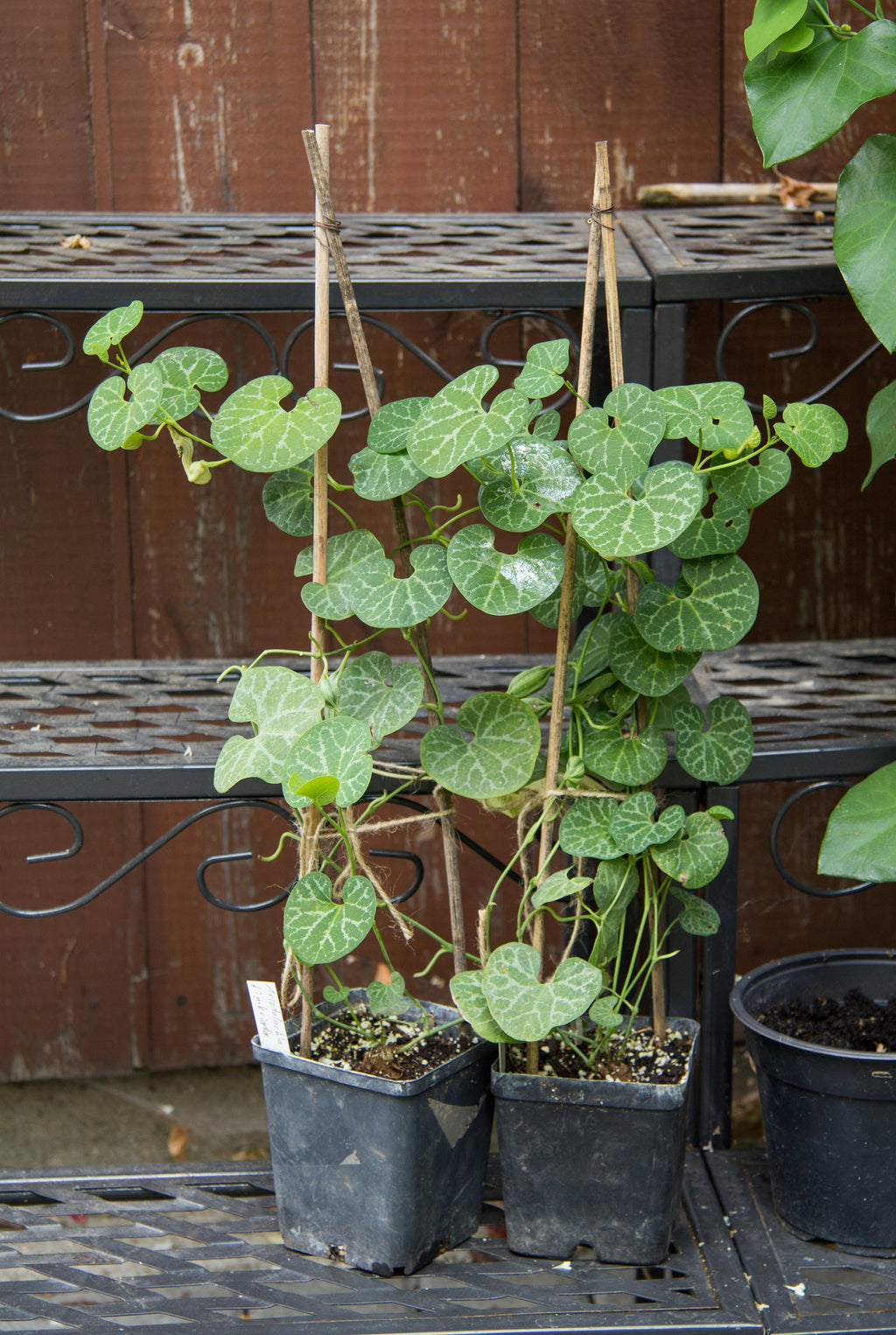 5 White Veined Dutchman's - Aristolochia fimbriate- Non-GMO Heirloom Seeds