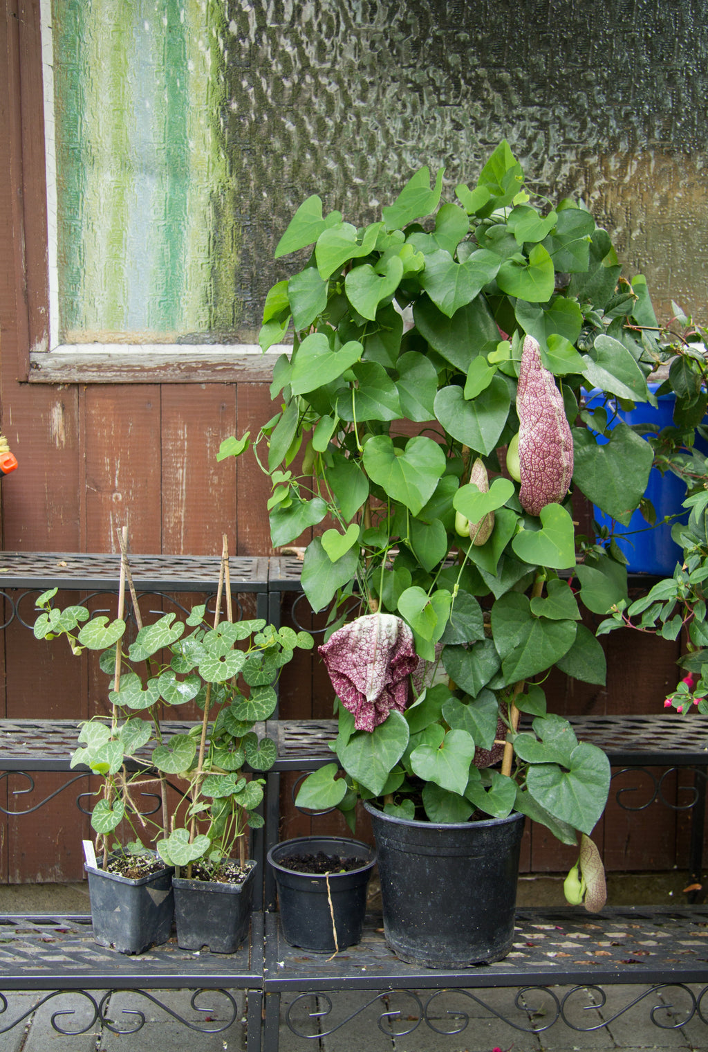 5 White Veined Dutchman's - Aristolochia fimbriate- Non-GMO Heirloom Seeds
