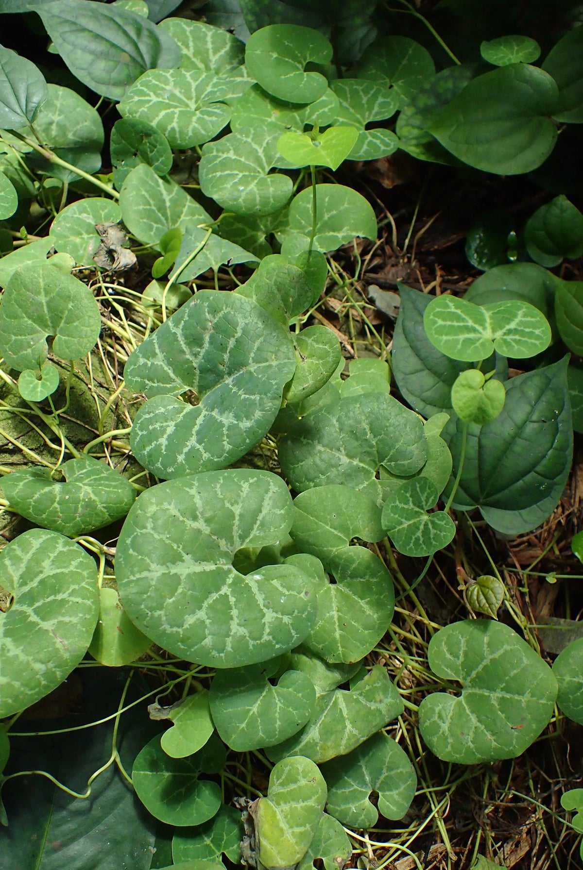5 White Veined Dutchman's - Aristolochia fimbriate- Non-GMO Heirloom Seeds