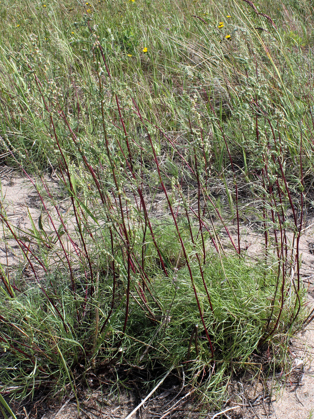 500 BEACH WORMWOOD Artemisia Campestris Caudata Silvermound Red Sagewort Herb Flower Seeds