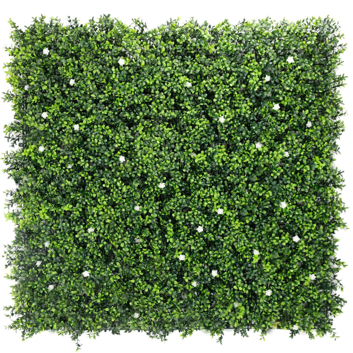 Sample Panel – White Flowering Boxwood Green Wall (Small Sample)