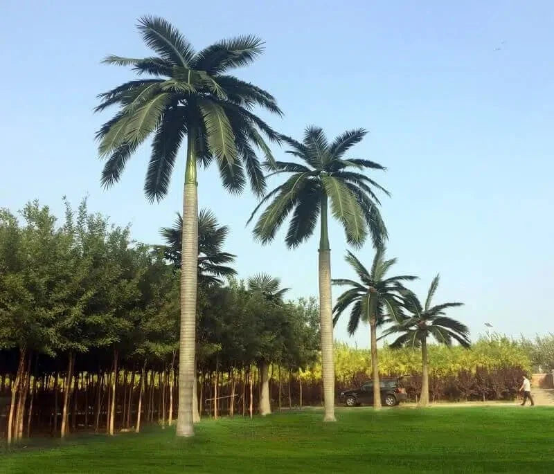 Royal Palm Artificial Tree 13ft–23ft – UV Resistant (10–12 Week Lead Time)