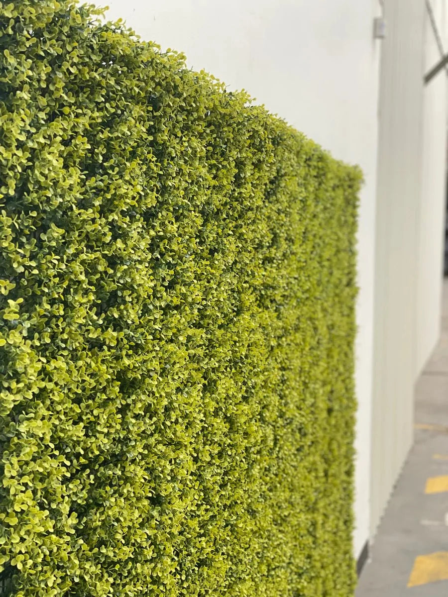Yellow English Boxwood Artificial Vertical Garden Green Wall Panel 40×40in 11 SQ FT – UV Resistant – Commercial Grade