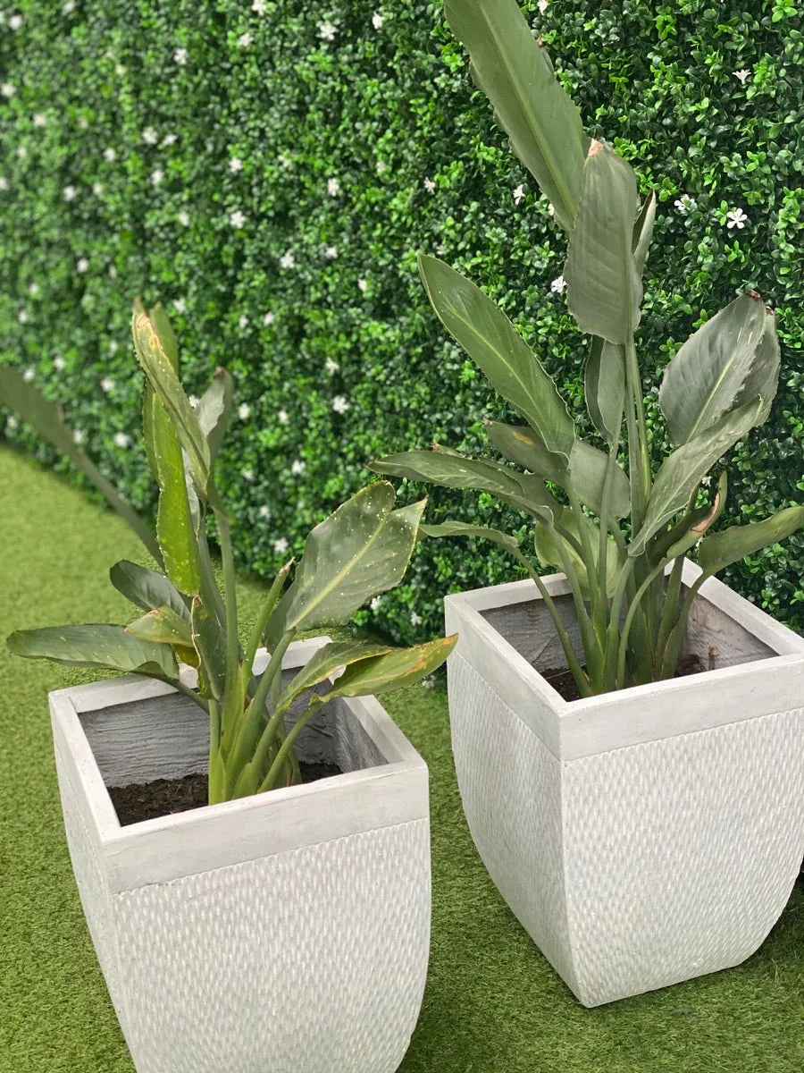 White Flowering Boxwood Artificial Vertical Garden Green Wall Panel 40×40in 11 SQ FT – UV Resistant – Commercial Grade