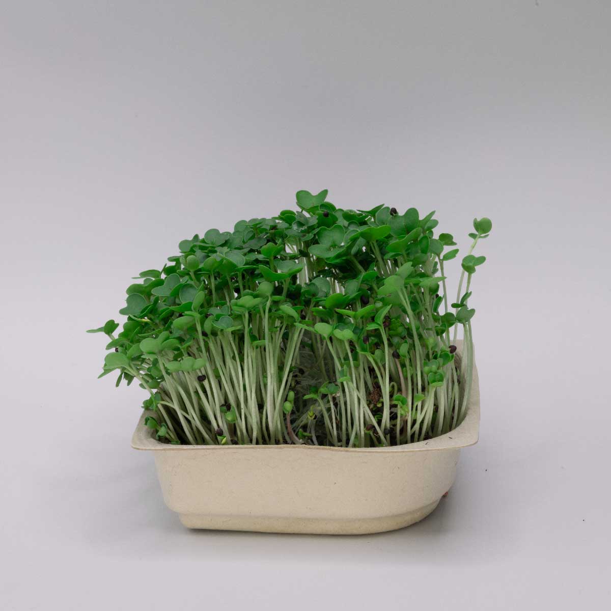 Salad Bundle - 9 Tray Pack