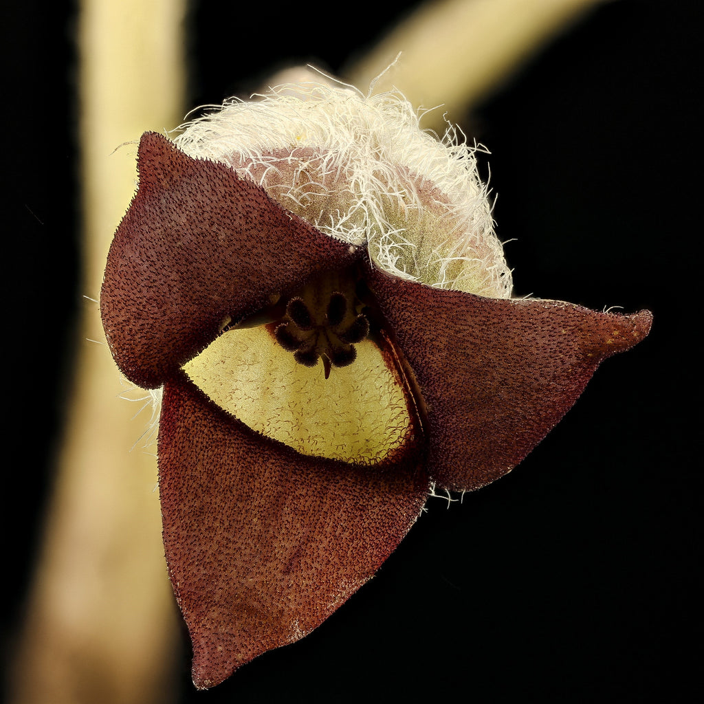 25 WILD GINGER Asarum Canadense Canadian Heart Snakeroot Flower Herb Seeds