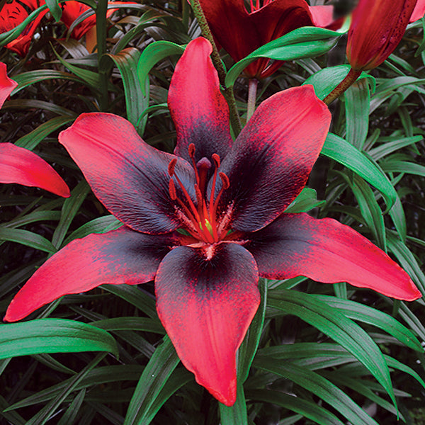 Lilium - Asiatic Tango Lily London Heart