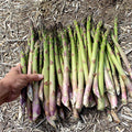 10 Millennium Asparagus Bare Root Crowns | 2-Year Live Plants | Non-GMO Heirloom Perennial Vegetable Seedlings
