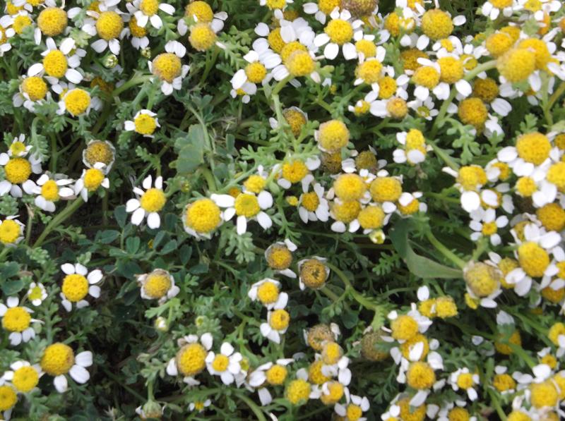 2000 German Chamomile Seeds - Matricaria recutita - Non-GMO Medicinal Herb
