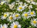 Aster divaricatus