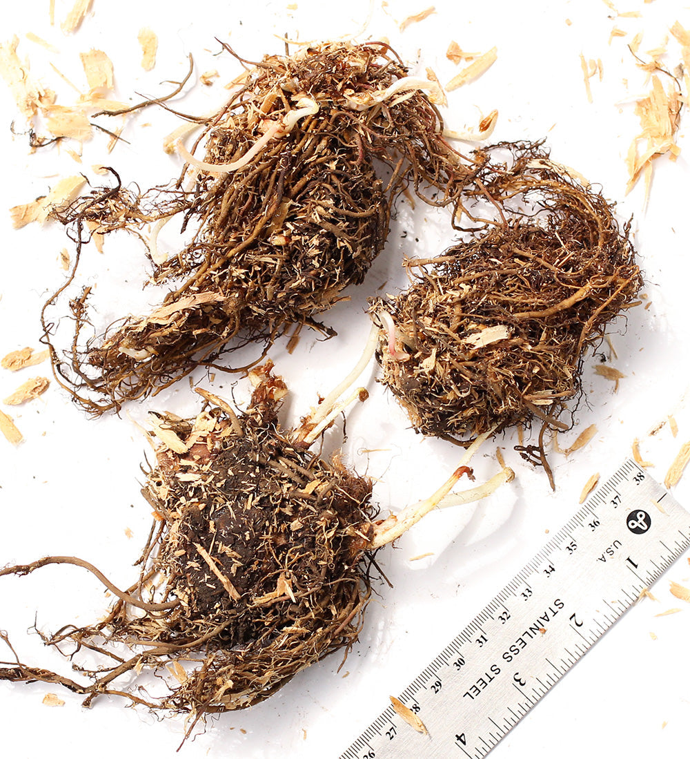 Younique Salmon Short Astilbe - 3 root divisions
