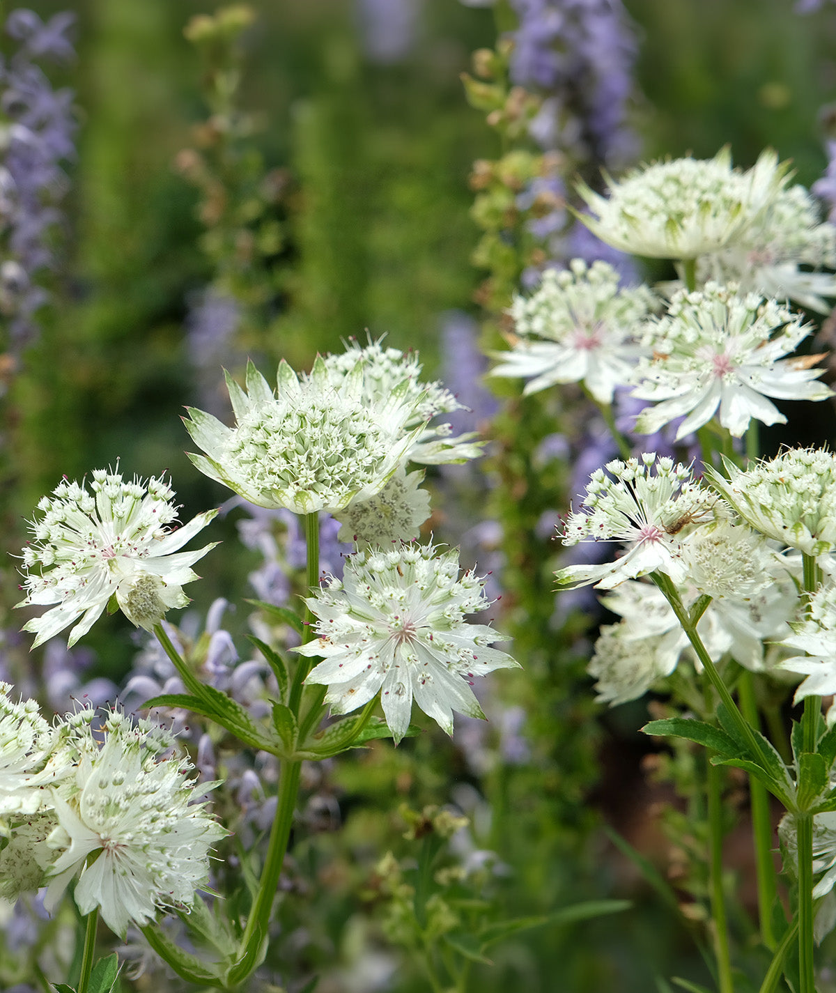Star of Billions Astrantia - 3 root divisions