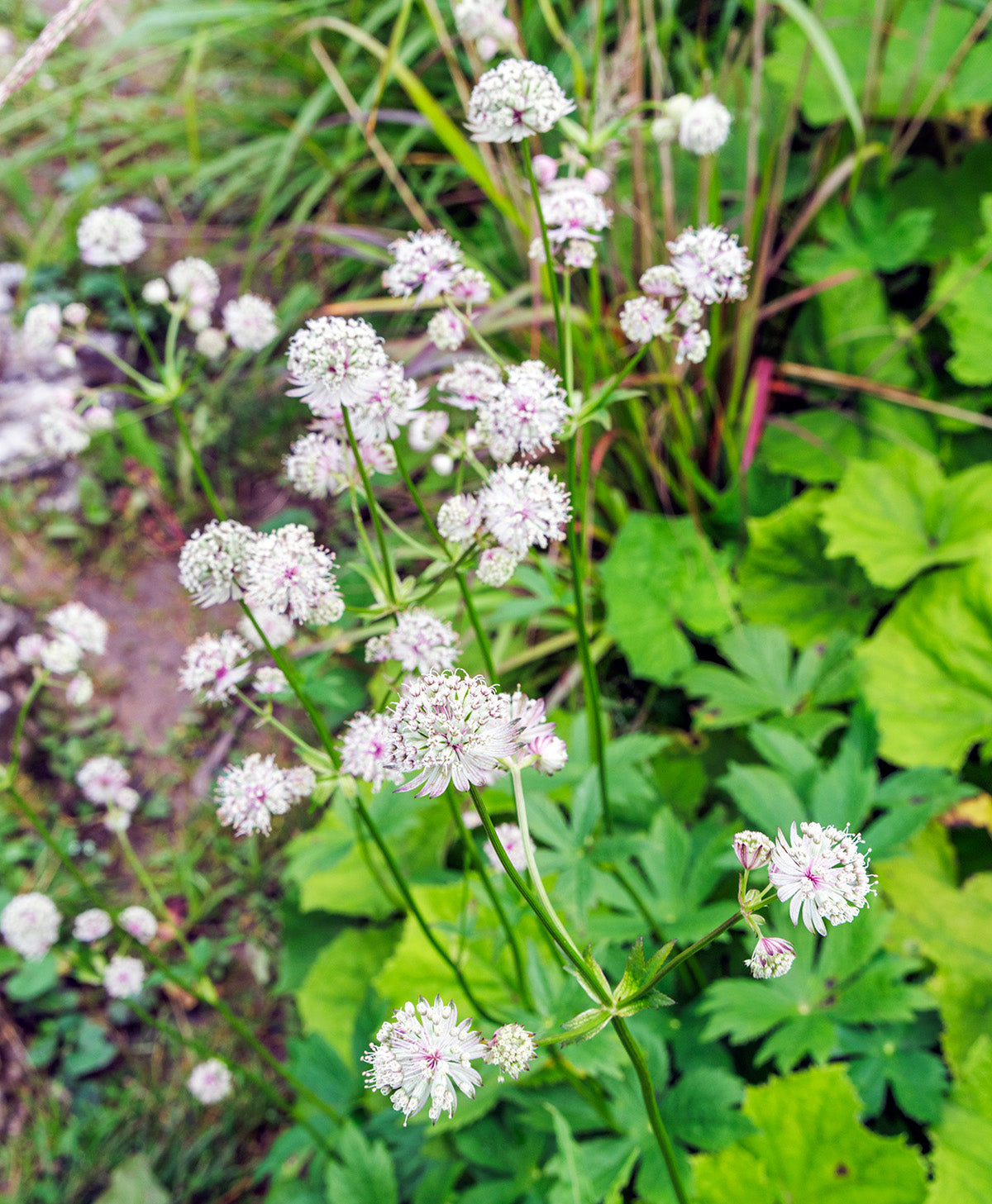 Star of Billions Astrantia - 3 root divisions
