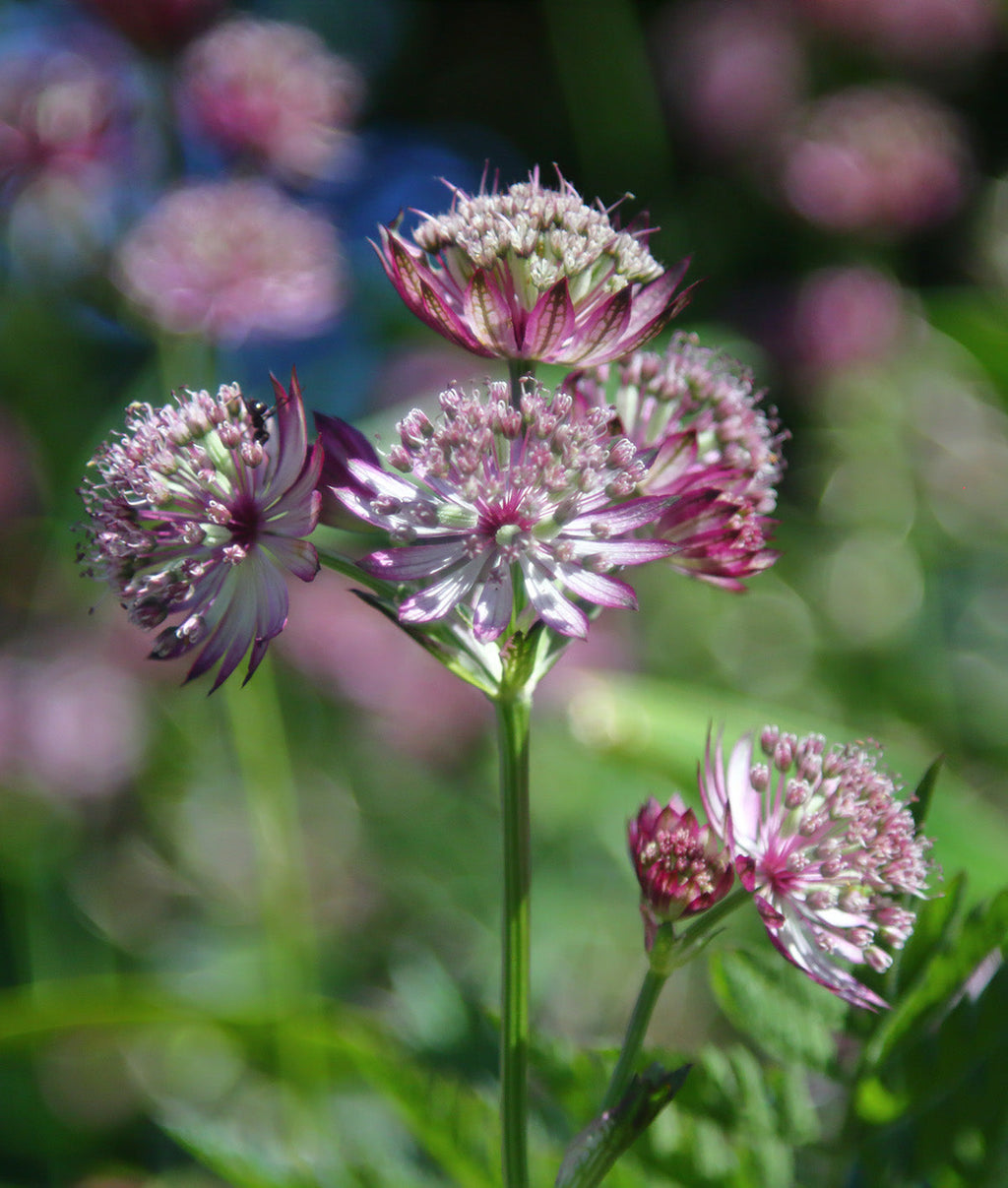 Star of Fire Astrantia - 3 root divisions