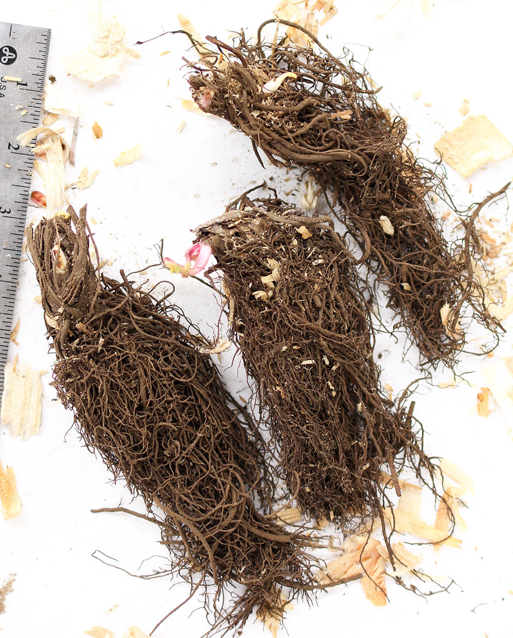 Star of Fire Astrantia - 3 root divisions