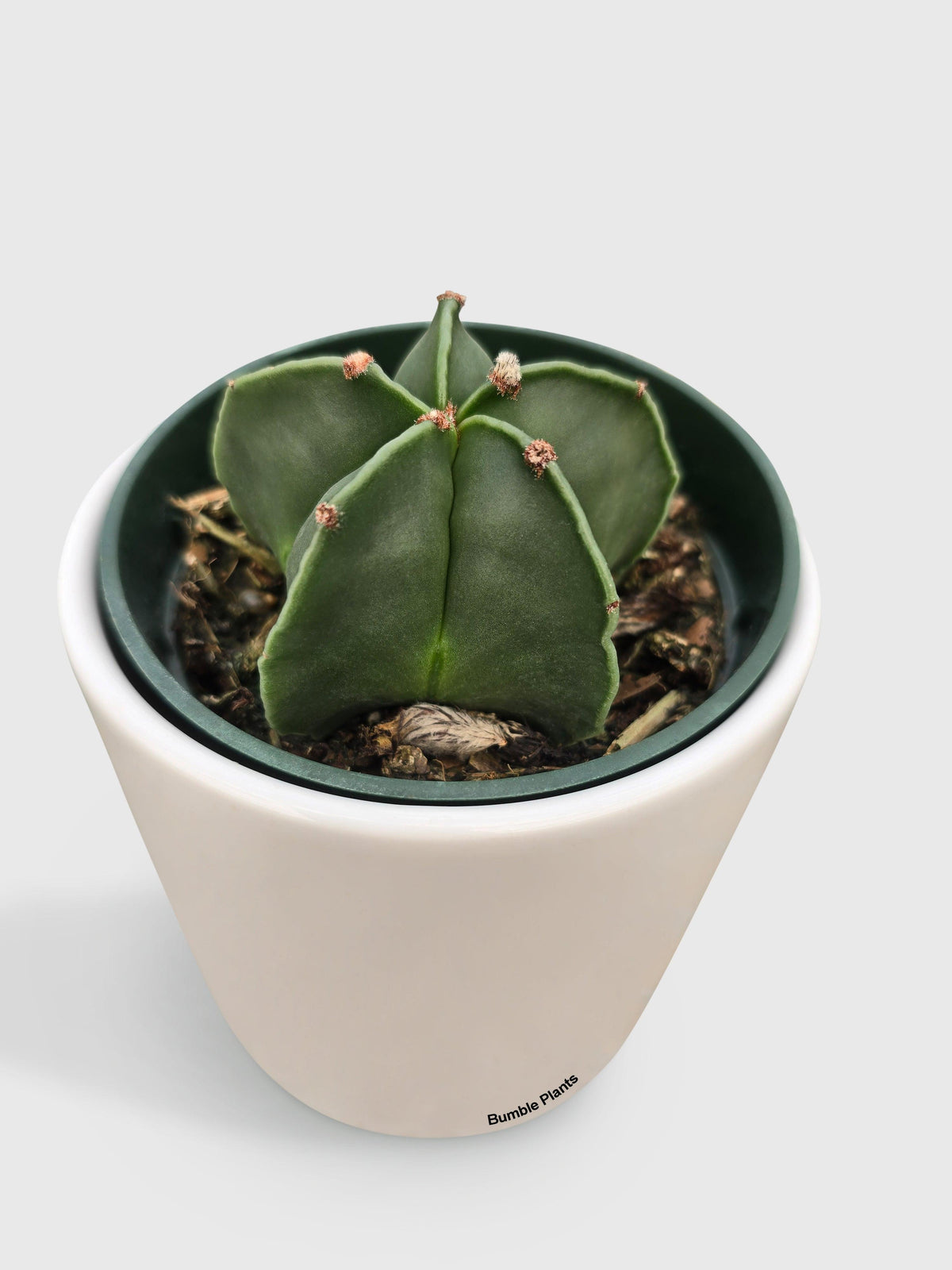 Bishop Star Cap Cactus 'Astrophytum Myriostigma'
