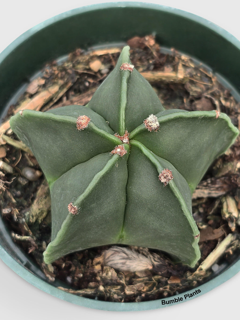 Bishop Star Cap Cactus 'Astrophytum Myriostigma'