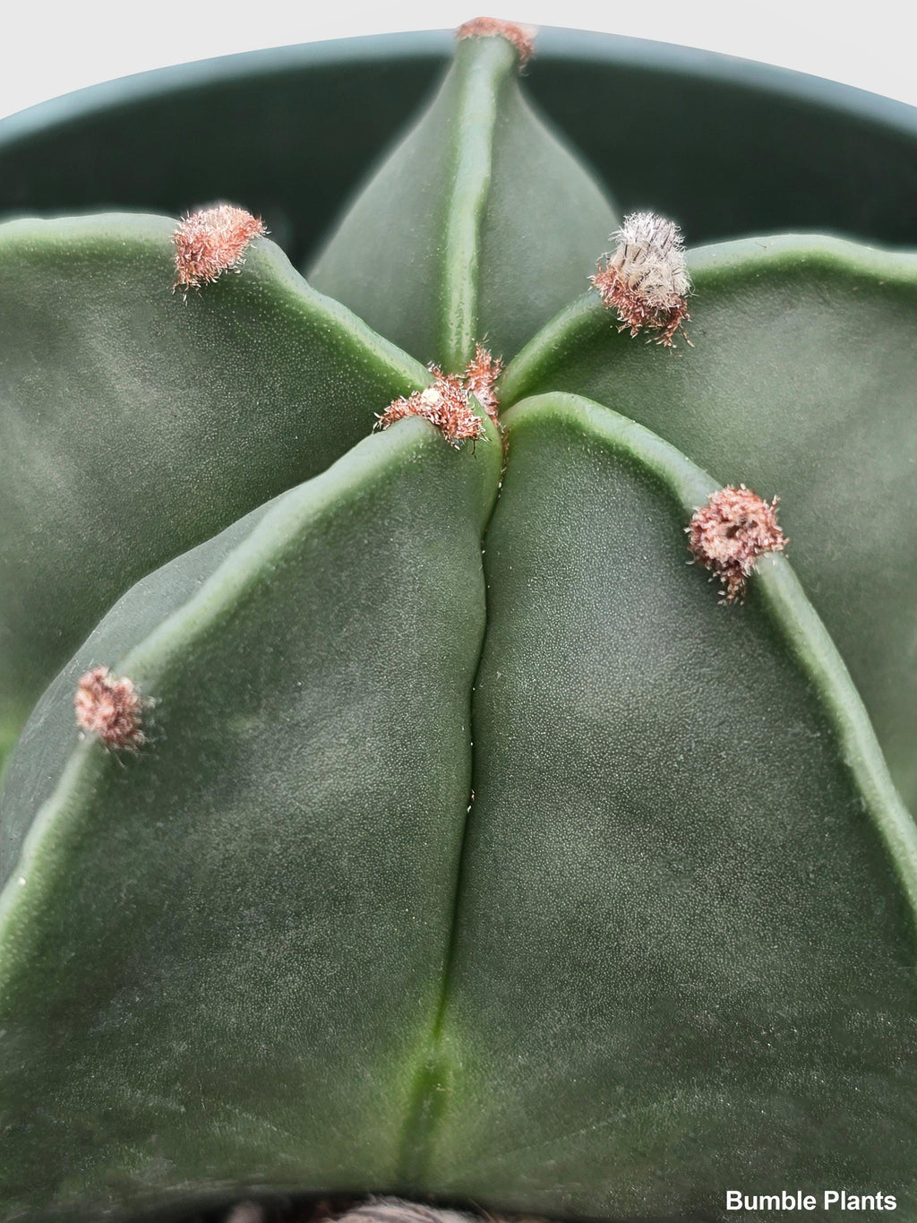Bishop Star Cap Cactus 'Astrophytum Myriostigma'