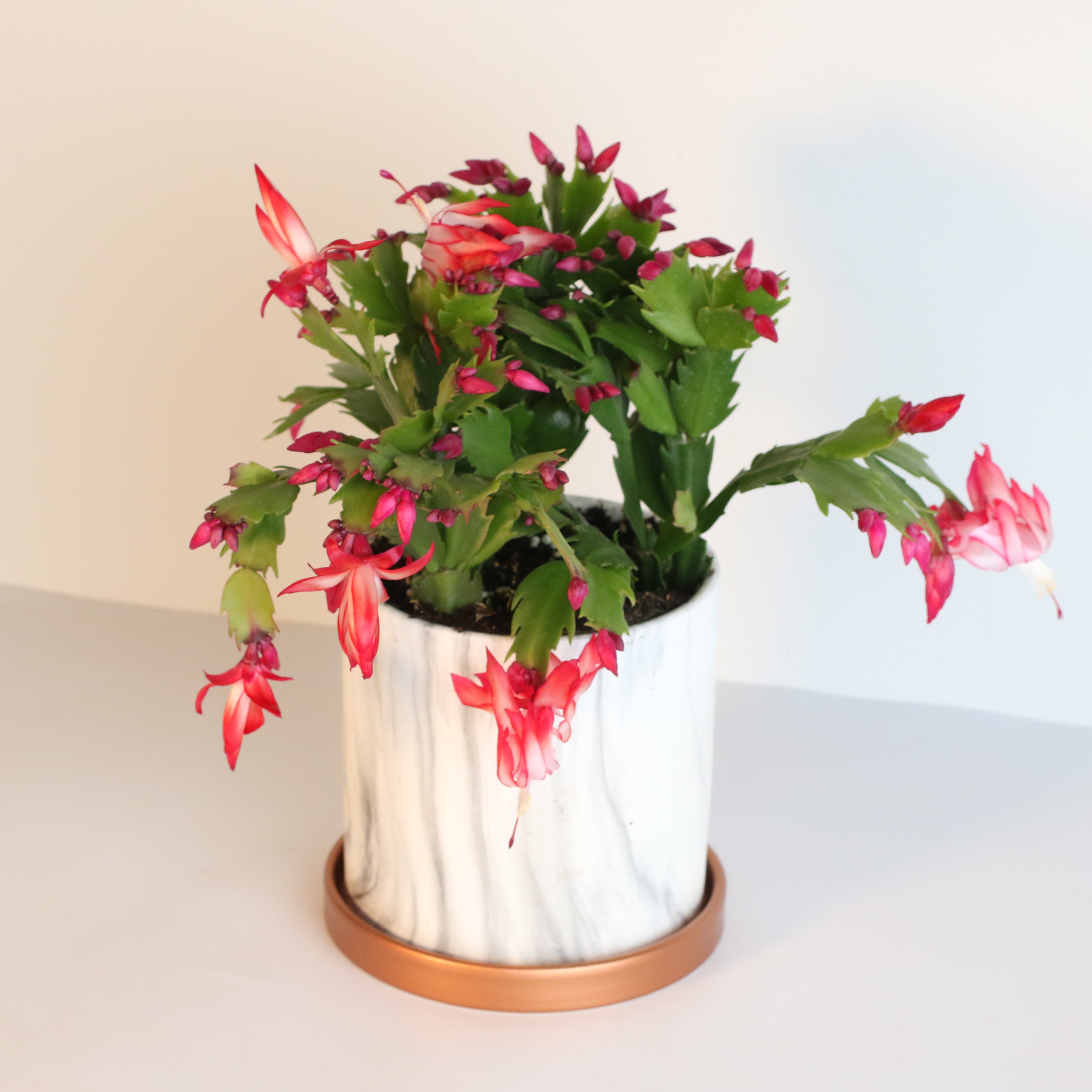 Zygo Cactus