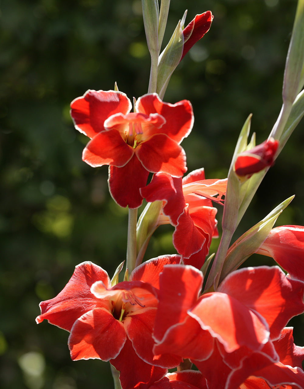 Atom Hardy Gladiolus - 5 bulbs