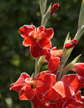 Atom Hardy Gladiolus - 5 bulbs