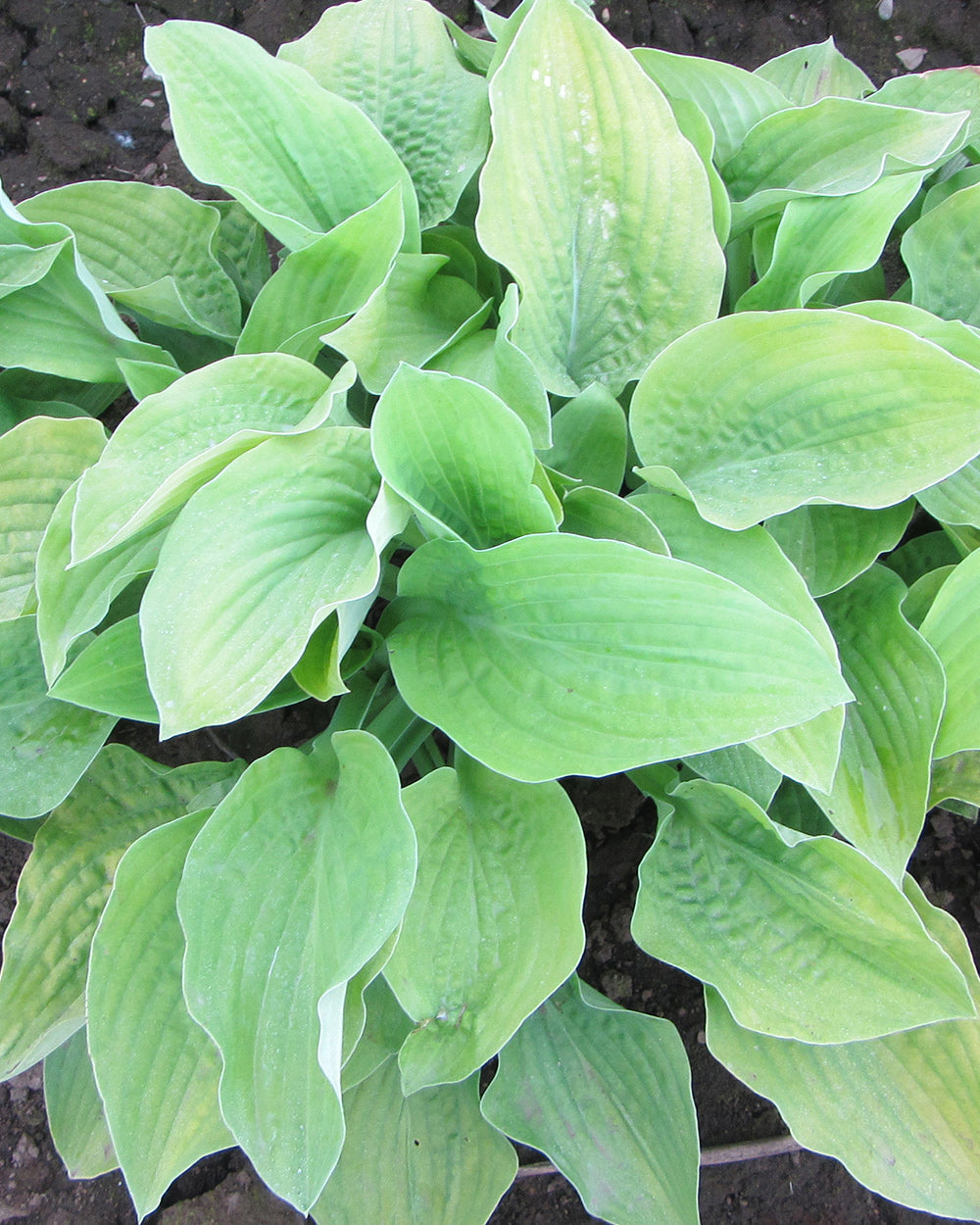 August Moon Hosta - 3 root divisions