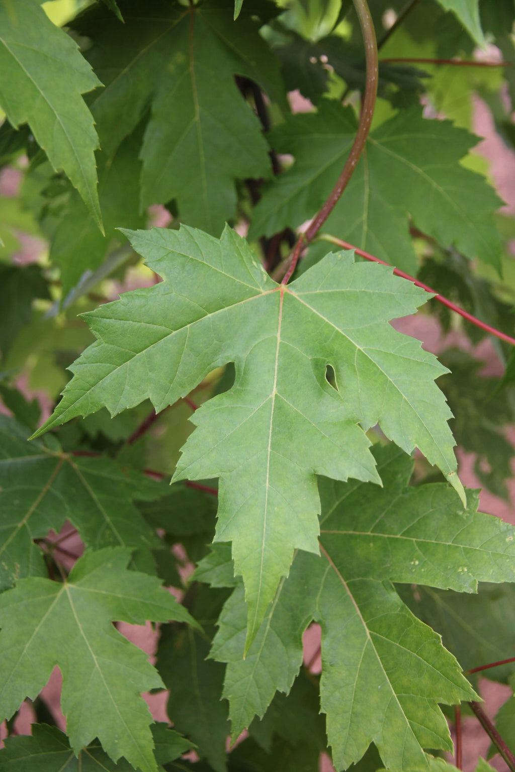 Maple Tree 'Autumn Blaze'