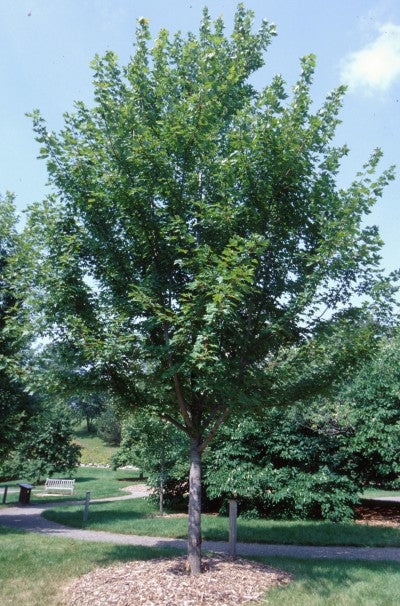 Maple Tree 'Autumn Blaze'