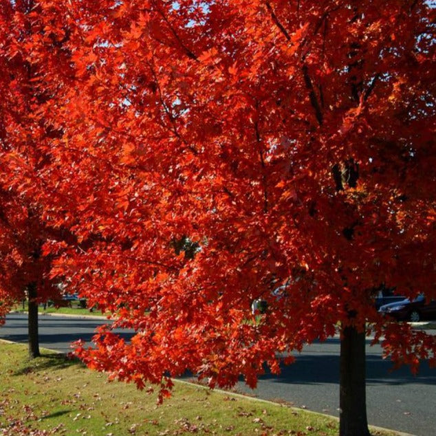 Maple Tree 'Autumn Blaze'