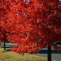 Maple Tree 'Autumn Blaze'