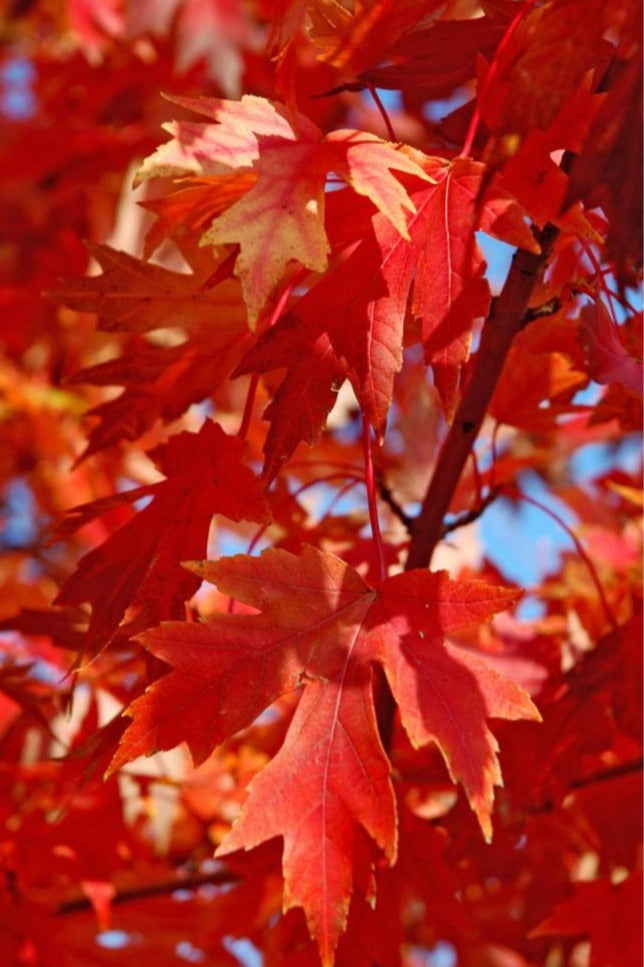 Maple Tree 'Autumn Blaze'