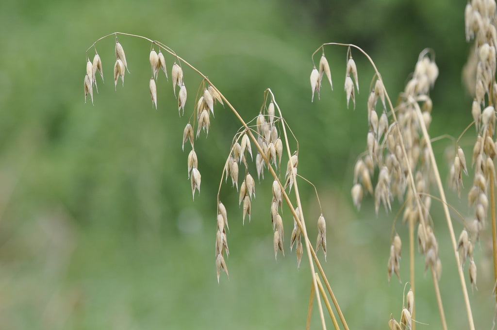250 Avena sativa seeds - Common Oat Seeds - Non-GMO Cereal Grain